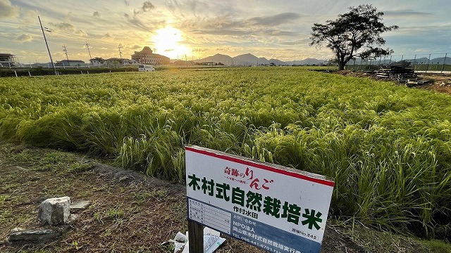 台風にも負けなかった自然栽培米 | 岡山・倉敷の回転寿司 すし遊館